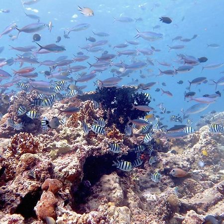 Maleo Moyo Hotel & Dive Resort Moyo Island Екстериор снимка